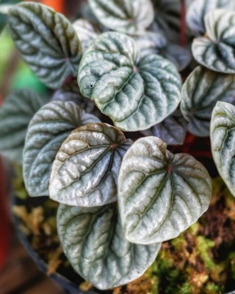 Peperomia Caperata Zümrüt Dalgası Fidanı