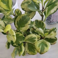 Peperomia Obtusifolia Variegata-Zümrüt Dalgası Fidanı