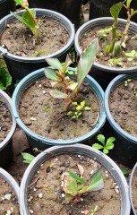 Peperomia Obtusifolia Variegata-Zümrüt Dalgası Fidanı