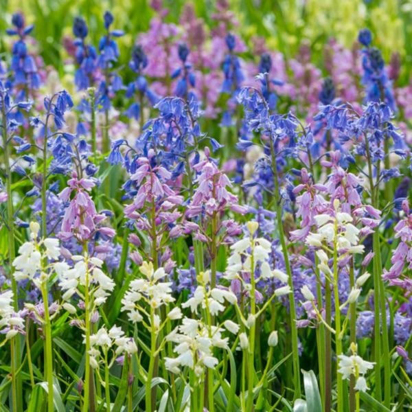 Hyacinthoides Hispanica (İspanyol Mavi Çanları) Soğanı Saksılı
