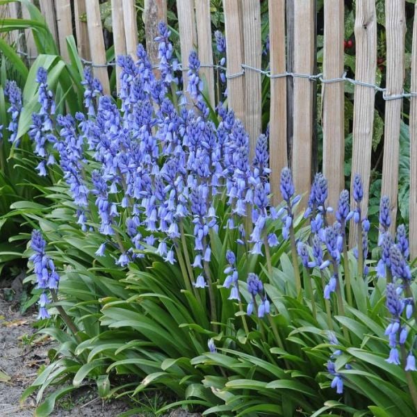 Hyacinthoides Hispanica (İspanyol Mavi Çanları) Soğanı Saksılı