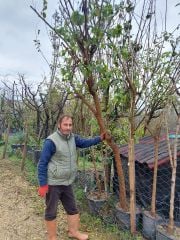 Mor Dut Fidanı 260-300 cm Boy-Gövde Çevresi 16-20 cm