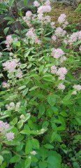 Ceanothus Pallidus Perle Rose,Pembe Kese Çiçeği Fidanı 20-40 cm
