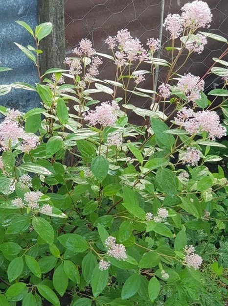 Ceanothus Pallidus Perle Rose,Pembe Kese Çiçeği Fidanı