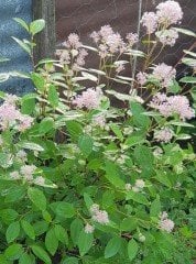 Ceanothus Pallidus Perle Rose,Pembe Kese Çiçeği Fidanı