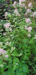 Ceanothus Pallidus Perle Rose,Pembe Kese Çiçeği Fidanı