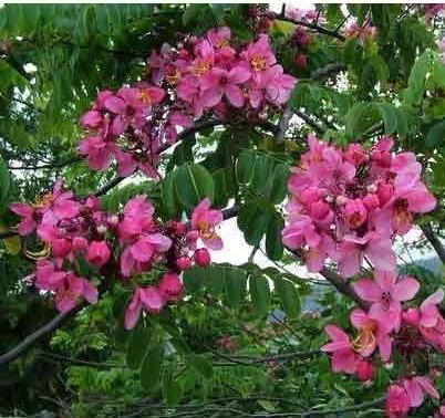 Cassia Roxburghii - Red Cassia