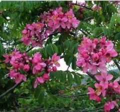 Cassia Roxburghii - Red Cassia