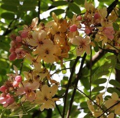 Cassia Roxburghii - Red Cassia