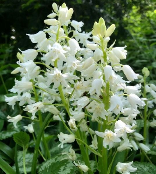 Hyacinthoides Hispanica (İspanyol Beyaz Çanları) Soğanı Saksılı