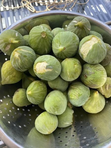 Bal İnciri Fidanı 50 cm