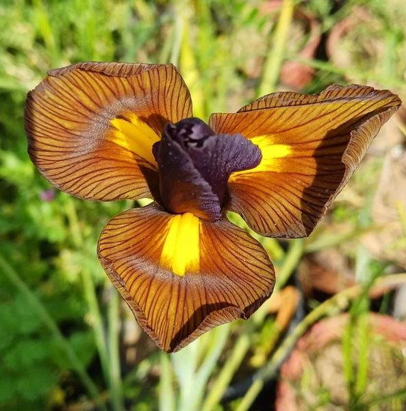 İthal İris Hollandica Red Amber Süsen