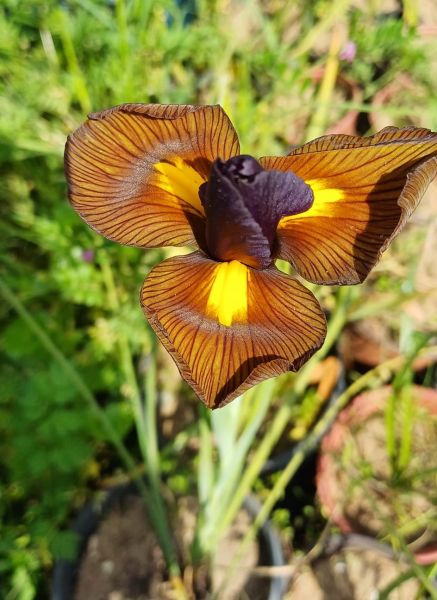 İthal İris Hollandica Red Amber Süsen