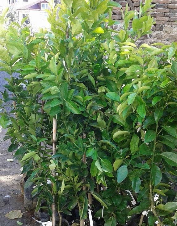 Bir Ağaçta 2 Farklı Narenciye Fidanı (Yediveren Limon ve Mandalina )
