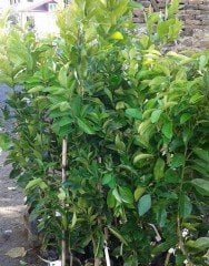 Bir Ağaçta 2 Farklı Narenciye Fidanı (Yediveren Limon ve Mandalina )