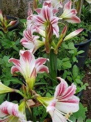 Hippeastrum Santiago Amaryllis Amarillis Fidanı
