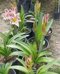 Hippeastrum Santiago Amaryllis Amarillis Fidanı