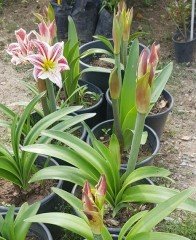 Hippeastrum Santiago Amaryllis Amarillis Fidanı
