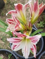 Hippeastrum Santiago Amaryllis Amarillis Fidanı