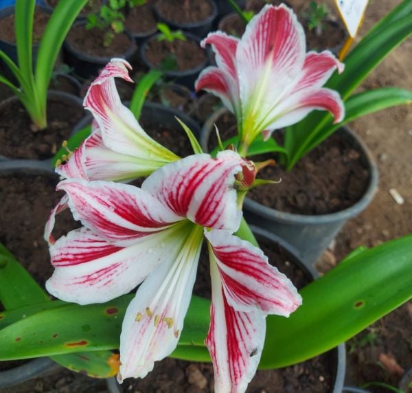 Hippeastrum Santiago Amaryllis Amarillis Fidanı