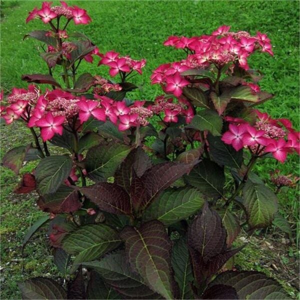 Hydrangea Macrophylla Selina Bordo Yapraklı Ortanca Fidanı-Üzeri Çiçekli