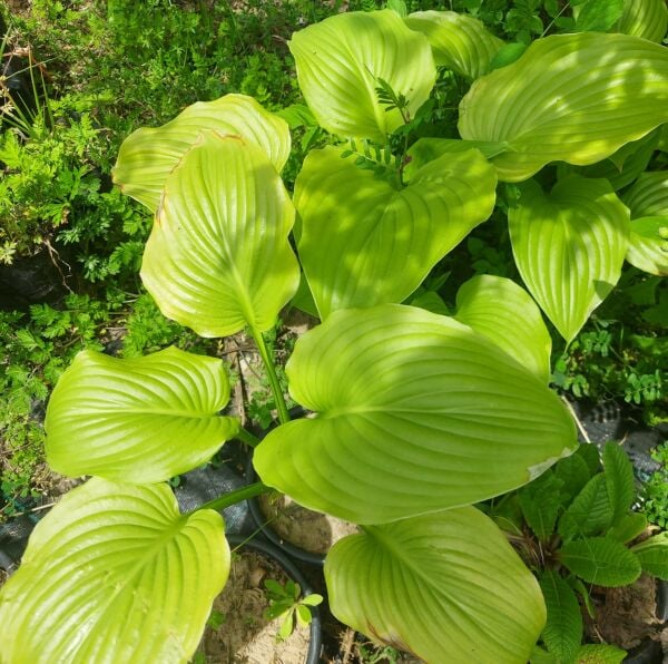 Hosta Empress Woo Dev Ağustos Zambağı Fidesi