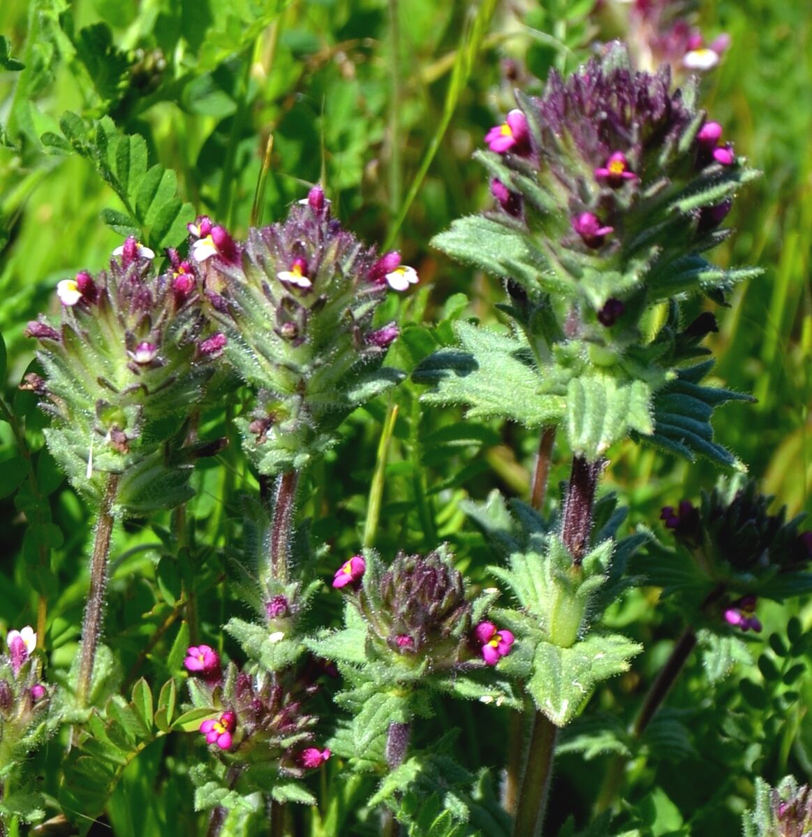 Parentucellia Latifolia-Üç Dil Otu Fidanı