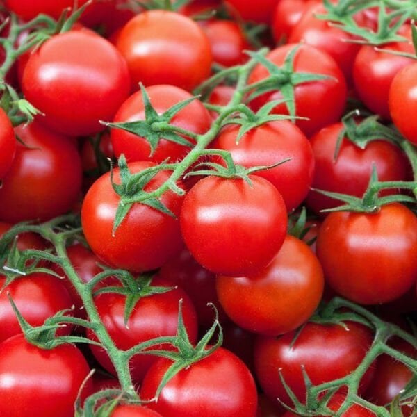 3 Adet Geleneksel Salkım Domates Fidesi