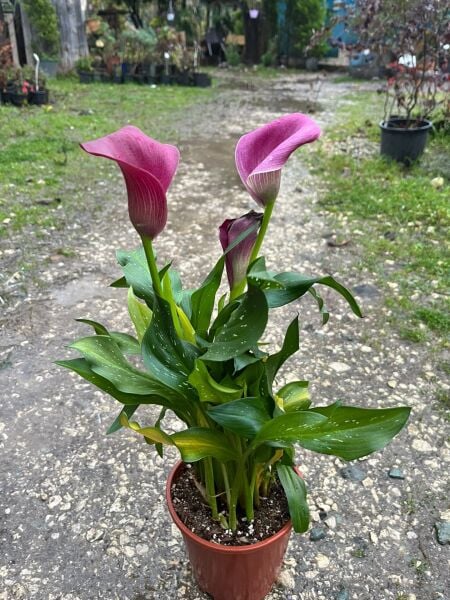 Gala Canlı İthal Bitki-8-10 Dikim bir saksıda