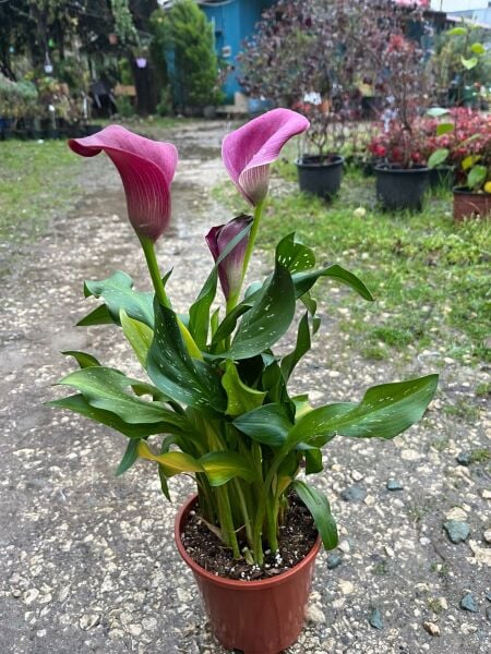 Gala Canlı İthal Bitki-8-10 Dikim bir saksıda