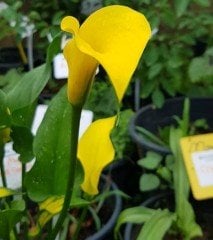 Black Magic Gala Calla Lily