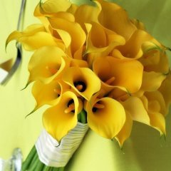 Black Magic Gala Calla Lily