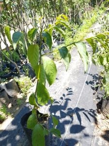 Küçük Meyveli Trabzon Hurması 60 cm