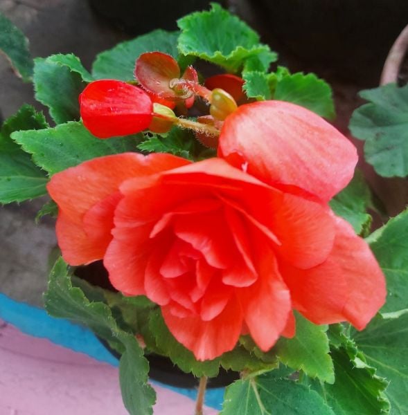 Sarkık Begonya -Gelin Damat Çiçeği-10-20 cm