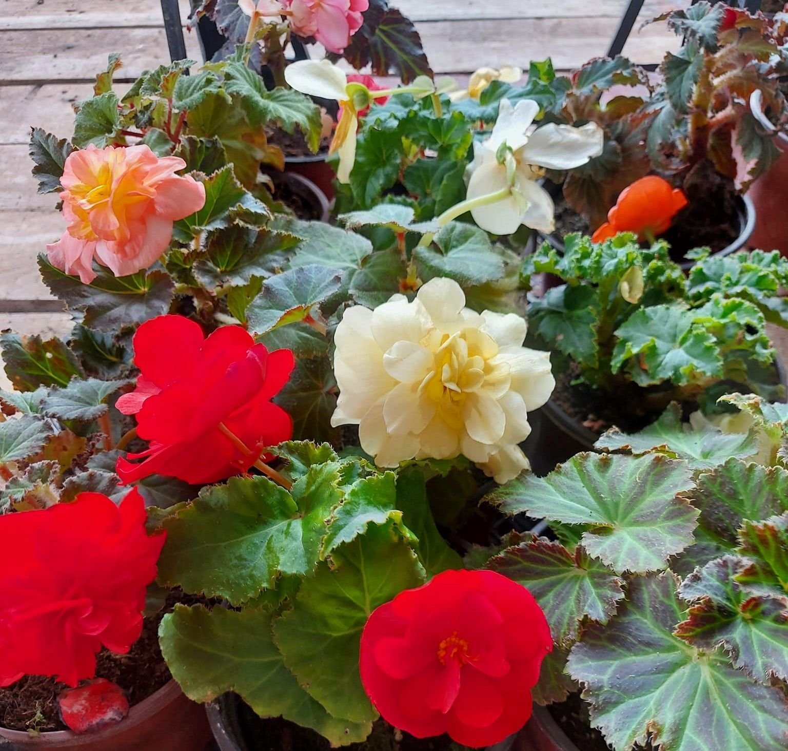 Sarkık Begonya -Gelin Damat Çiçeği-Üzeri Çiçekli