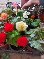 Sarkık Begonya -Gelin Damat Çiçeği-10-20 cm