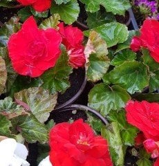 Sarkık Begonya -Gelin Damat Çiçeği-10-20 cm