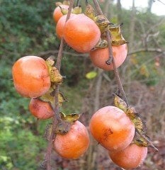 Küçük Meyveli Trabzon Hurması 180-230 cm-5 Yaş