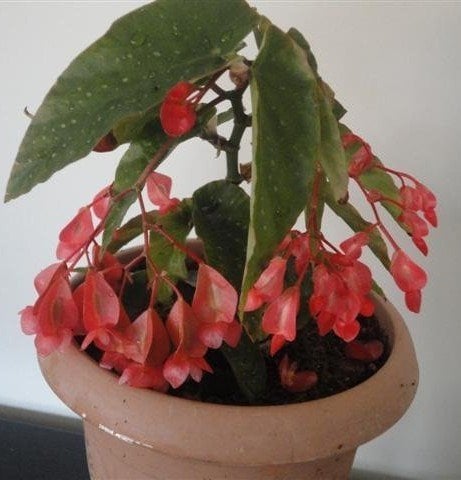 Çilli Begonya -Söğüt Begonya