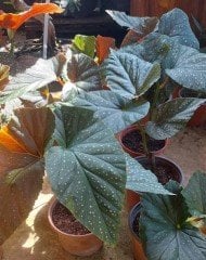 Çilli Begonya -Söğüt Begonya