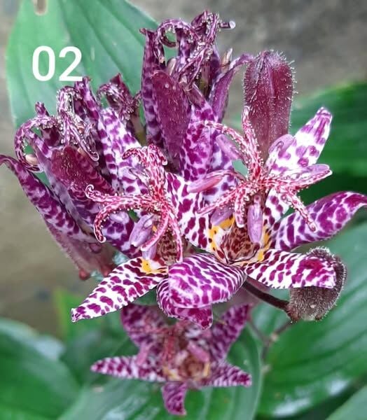 Torenia Duchess-Bahçe Orkidesi