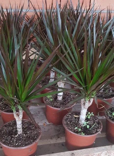 Dracena Marginata, Madagaskar Dragon Ağacı 60-80 cm,