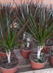 Dracena Marginata, Madagaskar Dragon Ağacı 60-80 cm,