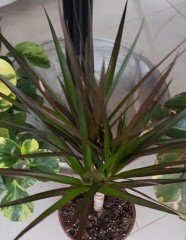 Dracena Marginata, Madagaskar Dragon Ağacı 60-80 cm,