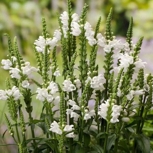Physostegia Virginiana Alba (Sadakat Çiçeği)