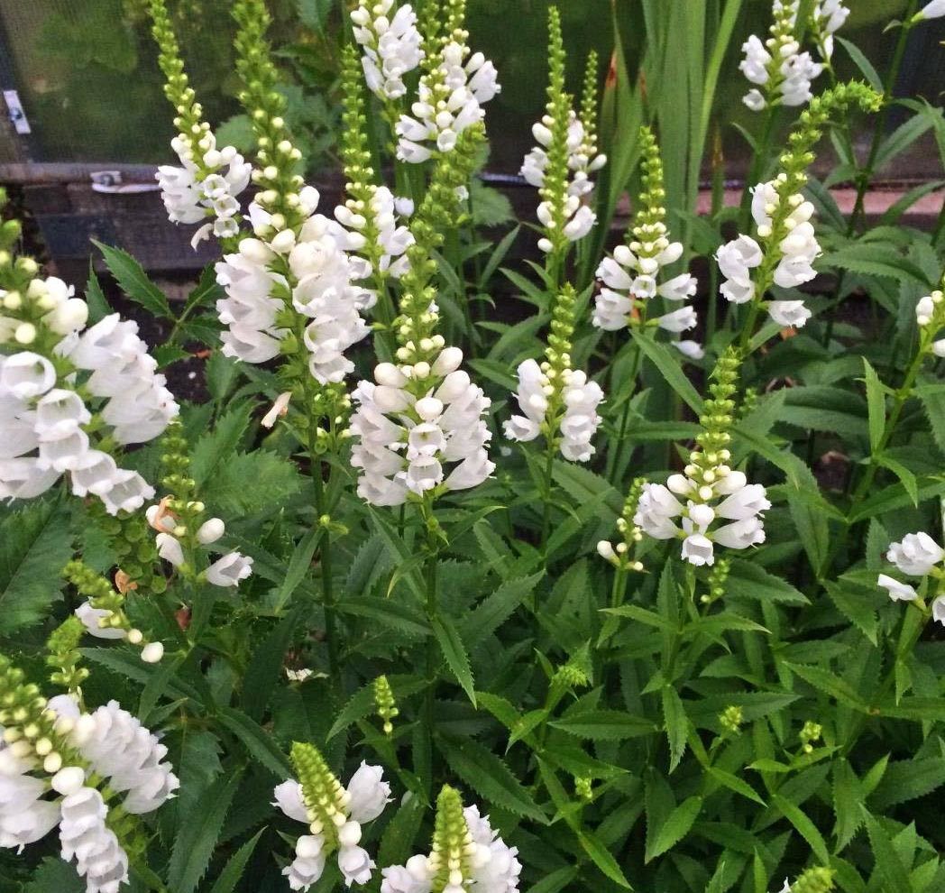 Physostegia Virginiana Alba