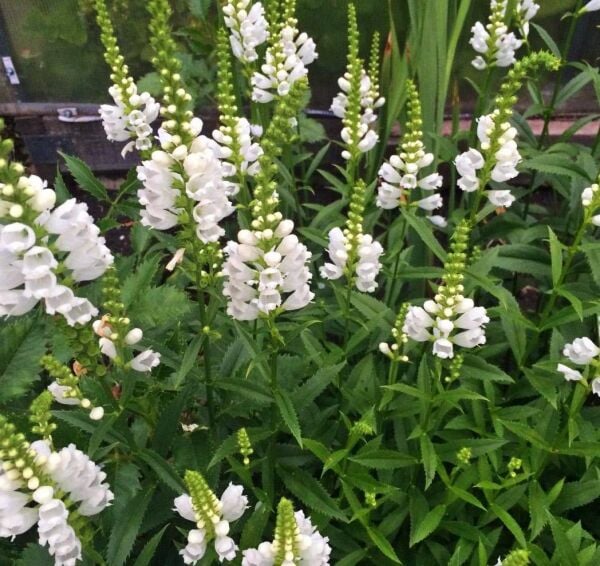 Physostegia Virginiana Alba (Sadakat Çiçeği)