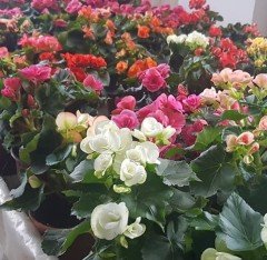 Begonia Toran Katmerli Begonya-30-40 cm