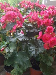 Begonia Toran Katmerli Begonya-30-40 cm