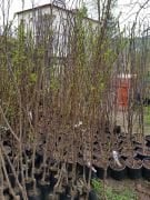 Erik (Mürdüm) Fidanı 150 cm-3-4 Yaş-Tüplü